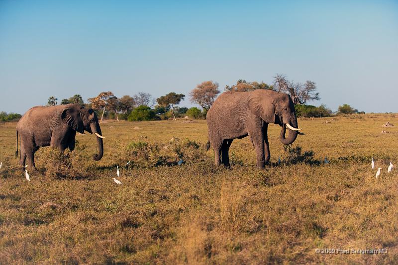 20090616_161702 D3 (1) X1.jpg - Elephants